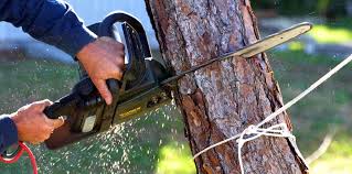 How Our Tree Care Process Works  in  Los Altos, CA